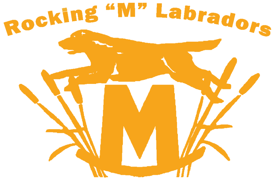 Rocking "M" Labradors